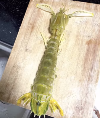 Click to view full screen jumbo Mantis Shrimp Live Seafood Shipped with Oxygen Packs photo review