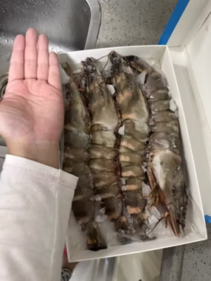Click to view full screen Extra large black tiger prawns, sent live frozen. photo review